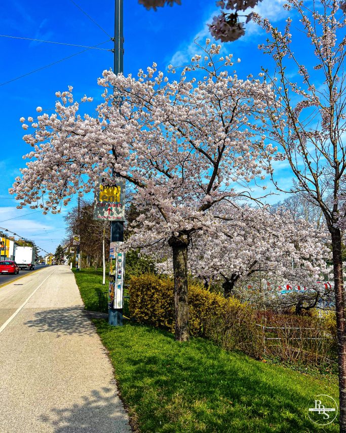Blühende Kirschbäume entlang eines Weges mit blauen Himmel im Hintergrund.