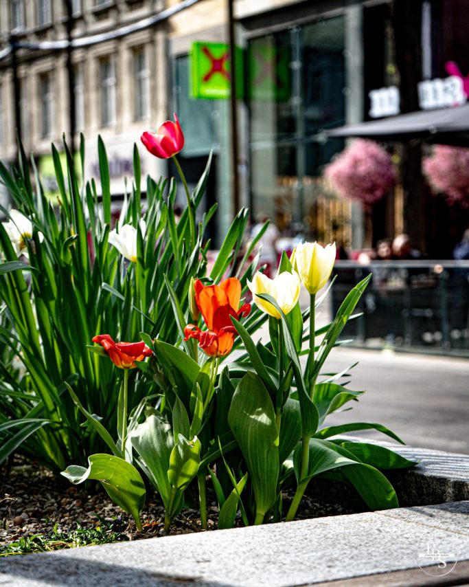 Bunte Tulpen und weiße Blumen in einem urbanen Umfeld mit Cafés im Hintergrund.